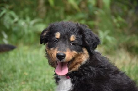 Australien Shepard/Bordercollie Mix Welpe