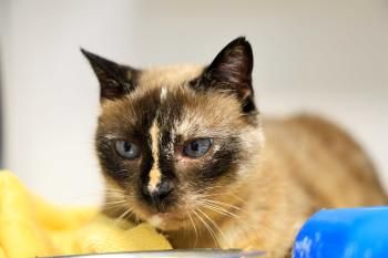 Lluna, Einzelprinzessin, FIV positiv