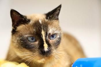 Lluna, Einzelprinzessin, FIV positiv