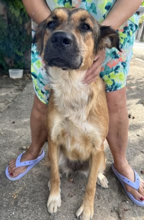 Melica, geb. ca. 09/2023, lebt in GRIECHENLAND, auf einer privaten Pflegestelle