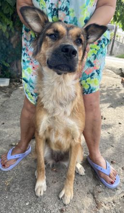 Melica, geb. ca. 09/2023, lebt in GRIECHENLAND, auf einer privaten Pflegestelle