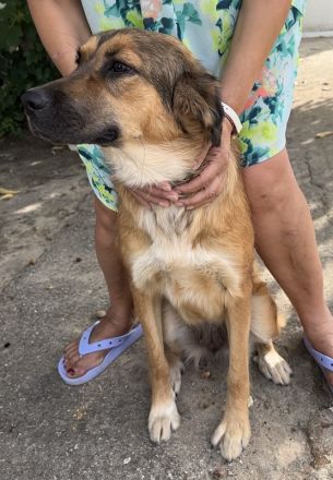 Melica, geb. ca. 09/2023, lebt in GRIECHENLAND, auf einer privaten Pflegestelle