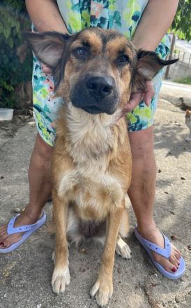 Melica, geb. ca. 09/2023, lebt in GRIECHENLAND, auf einer privaten Pflegestelle