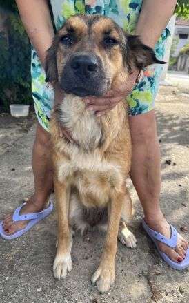 Melica, geb. ca. 09/2023, lebt in GRIECHENLAND, auf einer privaten Pflegestelle