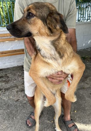 Melica, geb. ca. 09/2023, lebt in GRIECHENLAND, auf einer privaten Pflegestelle