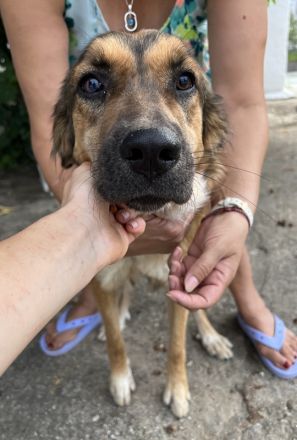 Melica, geb. ca. 09/2023, lebt in GRIECHENLAND, auf einer privaten Pflegestelle