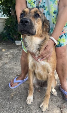 Melica, geb. ca. 09/2023, lebt in GRIECHENLAND, auf einer privaten Pflegestelle