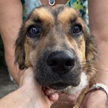 Melica, geb. ca. 09/2023, lebt in GRIECHENLAND, auf einer privaten Pflegestelle