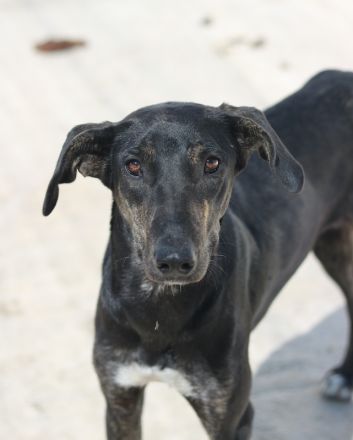 Nyota, geb. ca. 09/2023, lebt in GRIECHENLAND, im städt. Tierheim Serres