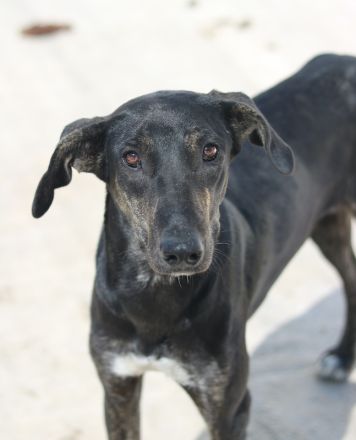 Nyota, geb. ca. 09/2023, lebt in GRIECHENLAND, im städt. Tierheim Serres