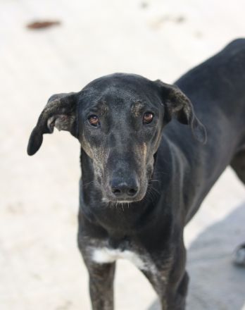 Nyota, geb. ca. 09/2023, lebt in GRIECHENLAND, im städt. Tierheim Serres