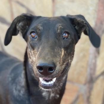 Nyota, geb. ca. 09/2023, lebt in GRIECHENLAND, im städt. Tierheim Serres