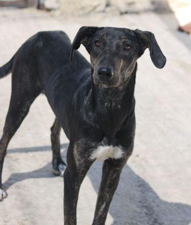 Nyota, geb. ca. 09/2023, lebt in GRIECHENLAND, im städt. Tierheim Serres