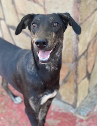 Nyota, geb. ca. 09/2023, lebt in GRIECHENLAND, im städt. Tierheim Serres