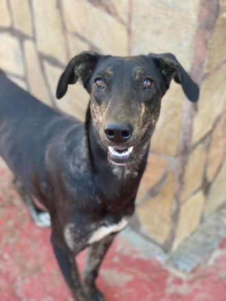 Nyota, geb. ca. 09/2023, lebt in GRIECHENLAND, im städt. Tierheim Serres