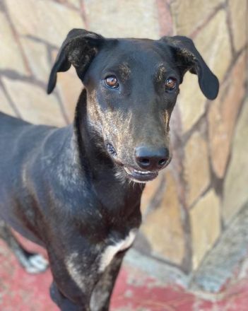 Nyota, geb. ca. 09/2023, lebt in GRIECHENLAND, im städt. Tierheim Serres