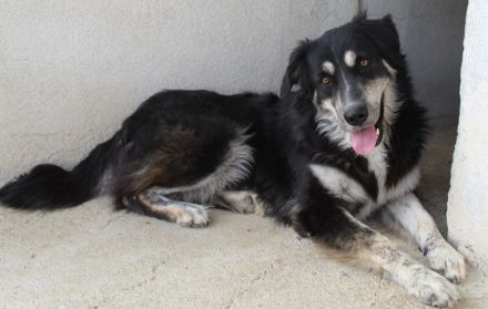 Jilly, geb. ca. 03/2023, lebt in GRIECHENLAND, im städt. Tierheim Serres