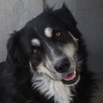 Jilly, geb. ca. 03/2023, lebt in GRIECHENLAND, im städt. Tierheim Serres