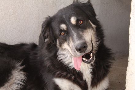 Jilly, geb. ca. 03/2023, lebt in GRIECHENLAND, im städt. Tierheim Serres