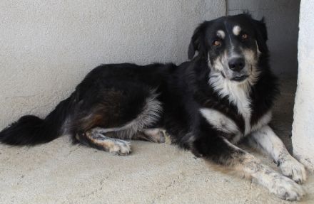 Jilly, geb. ca. 03/2023, lebt in GRIECHENLAND, im städt. Tierheim Serres