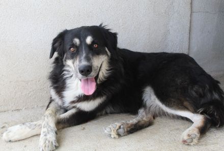 Jilly, geb. ca. 03/2023, lebt in GRIECHENLAND, im städt. Tierheim Serres