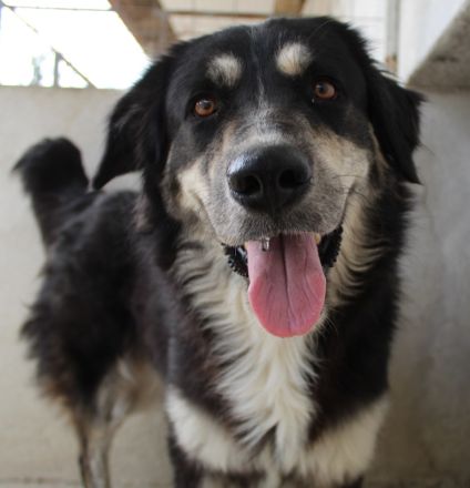 Jilly, geb. ca. 03/2023, lebt in GRIECHENLAND, im städt. Tierheim Serres