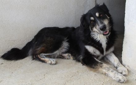 Jilly, geb. ca. 03/2023, lebt in GRIECHENLAND, im städt. Tierheim Serres