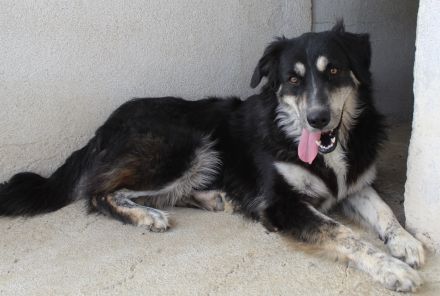 Jilly, geb. ca. 03/2023, lebt in GRIECHENLAND, im städt. Tierheim Serres