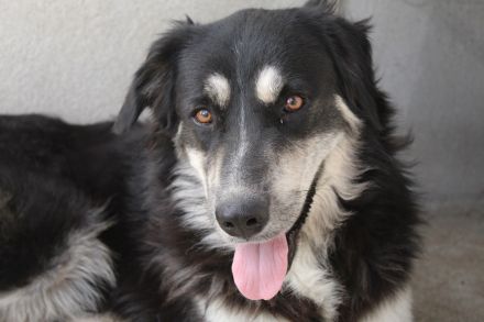 Jilly, geb. ca. 03/2023, lebt in GRIECHENLAND, im städt. Tierheim Serres