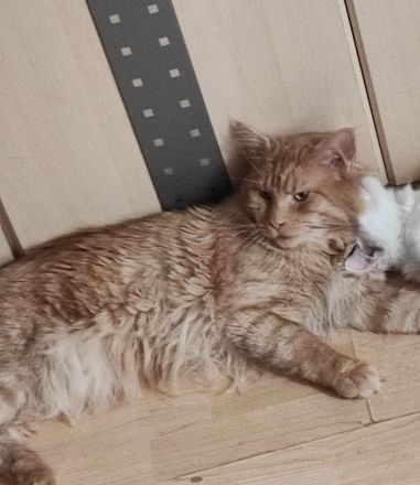 Britisch Kurzhaar Maine Coone Mischling