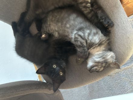 Britisch Kurzhaar Maine Coone Mischling