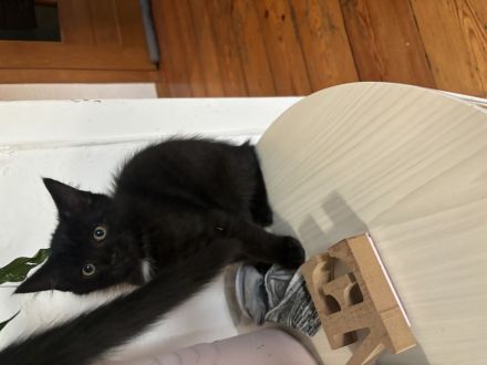 Britisch Kurzhaar Maine Coone Mischling