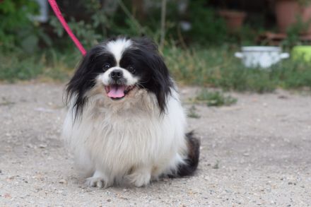 Pincsi, kleiner, süßer, freundlicher Pekingese Rüde sucht ein schönes Zuhause, 2 Jahr alt, kastriert