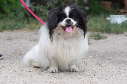 Pincsi, kleiner, süßer, freundlicher Pekingese Rüde sucht ein schönes Zuhause, 2 Jahr alt, kastriert