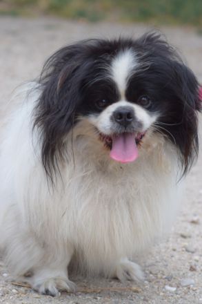 Pincsi, kleiner, süßer, freundlicher Pekingese Rüde sucht ein schönes Zuhause, 2 Jahr alt, kastriert