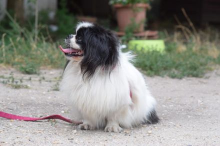 Pincsi, kleiner, süßer, freundlicher Pekingese Rüde sucht ein schönes Zuhause, 2 Jahr alt, kastriert