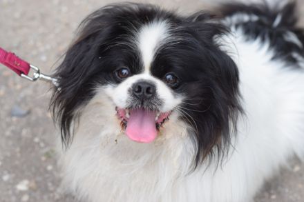 Pincsi, kleiner, süßer, freundlicher Pekingese Rüde sucht ein schönes Zuhause, 2 Jahr alt, kastriert