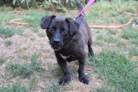 Benji, kleiner, aufgeschlossener, freundlicher Mischlingsrüde sucht Körbchen, 2 Jahre alt, 34 cm