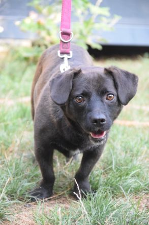 Benji, kleiner, aufgeschlossener, freundlicher Mischlingsrüde sucht Körbchen, 2 Jahre alt, 34 cm