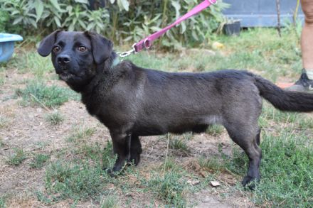 Benji, kleiner, aufgeschlossener, freundlicher Mischlingsrüde sucht Körbchen, 2 Jahre alt, 34 cm