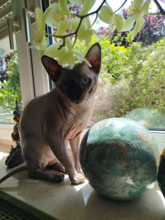 Don sphynx kitten