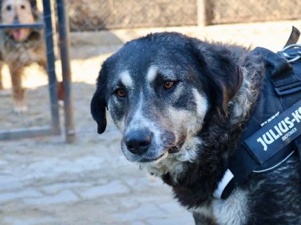 Flauschige Tina wünscht sich ein Zuhause!