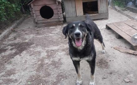 Flauschige Tina wünscht sich ein Zuhause!