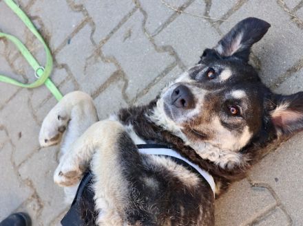 Flauschige Tina wünscht sich ein Zuhause!