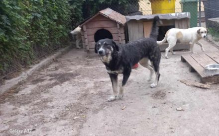 Flauschige Tina wünscht sich ein Zuhause!