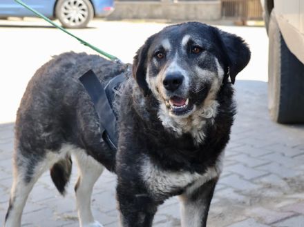 Flauschige Tina wünscht sich ein Zuhause!