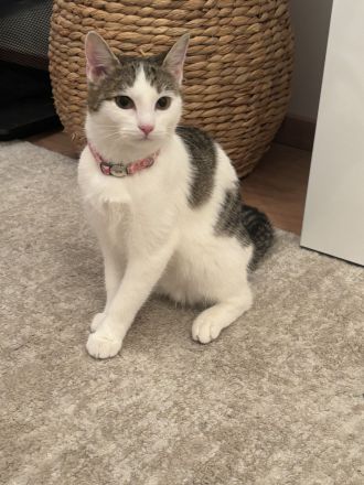 Dringend Neues Zuhause für meine beiden Schmusekätzchen