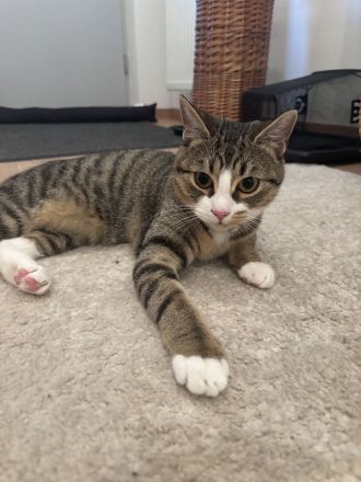 Dringend Neues Zuhause für meine beiden Schmusekätzchen