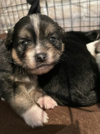 Shiba inu Pinscher mix Welpen