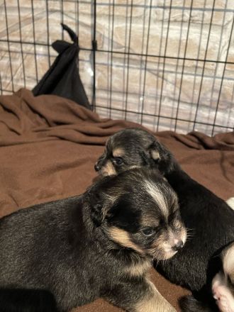 Shiba inu Pinscher mix Welpen